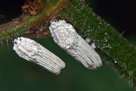 Attēlu rezultāti vaicājumam “Orthezia urticae”