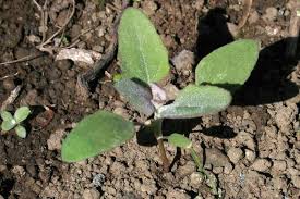 Attēlu rezultāti vaicājumam “Chenopodium album leaf”