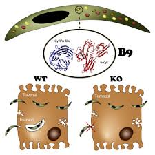 Attēlu rezultāti vaicājumam “Enteridium olivaceum plasmodium”