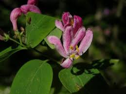 Attēlu rezultāti vaicājumam “Lonicera tatarica flower”