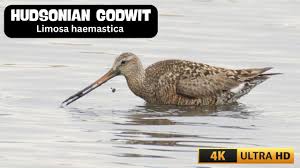 Image result for Limosa haemastica