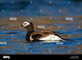 Attēlu rezultāti vaicājumam “Clangula hyemalis male”