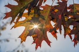 Attēlu rezultāti vaicājumam “Quercus rubra leaf”