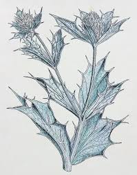 Attēlu rezultāti vaicājumam “Eryngium maritimum”