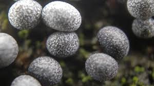 Attēlu rezultāti vaicājumam “Badhamia lilacina var. megaspora sessile”