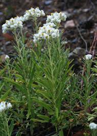Attēlu rezultāti vaicājumam “Anaphalis margaritacea flower”