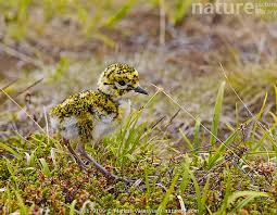 Attēlu rezultāti vaicājumam “Pluvialis apricaria”