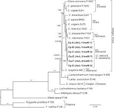 Attēlu rezultāti vaicājumam “Chara intermedia male”