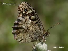 Attēlu rezultāti vaicājumam “Pararge aegeria underside”