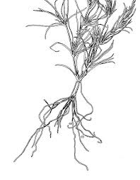 Attēlu rezultāti vaicājumam “Najas flexilis”