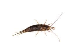 Attēlu rezultāti vaicājumam “Machilidae”