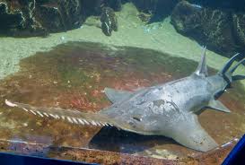 Image result for Pristis pristis