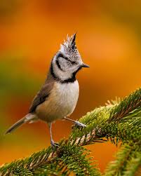 Attēlu rezultāti vaicājumam “Lophophanes cristatus”