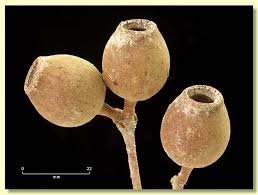 Attēlu rezultāti vaicājumam “Cribraria ferruginea”