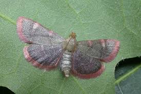 Attēlu rezultāti vaicājumam “Hypsopygia costalis”