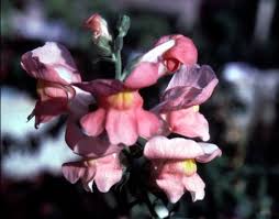 Image result for Antirrhinum majus
