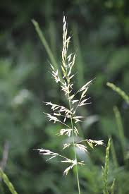 Attēlu rezultāti vaicājumam “Arrhenatherum elatius”