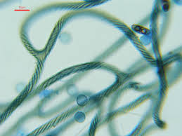 Attēlu rezultāti vaicājumam “Hemitrichia leiotricha stalked”