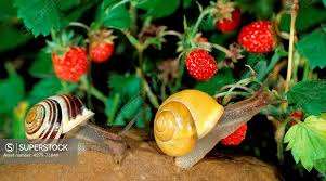 Attēlu rezultāti vaicājumam “Cepaea hortensis”