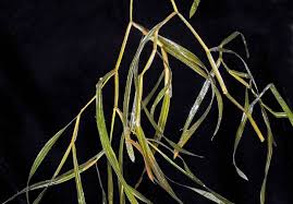 Attēlu rezultāti vaicājumam “Potamogeton compressus”