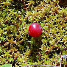 Attēlu rezultāti vaicājumam “Oxycoccus microcarpus”