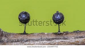 Attēlu rezultāti vaicājumam “Lamproderma ovoideum stalked”