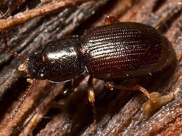 Attēlu rezultāti vaicājumam “Tenebrionidae”