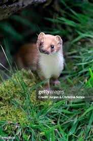 Attēlu rezultāti vaicājumam “Mustela nivalis adult”