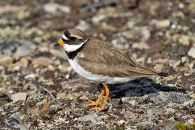 Attēlu rezultāti vaicājumam “Charadrius hiaticula adult”