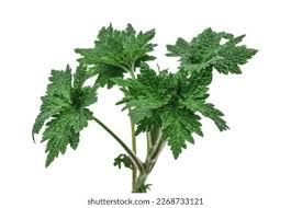 Attēlu rezultāti vaicājumam “Leonurus quinquelobatus leaf”