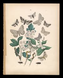 Attēlu rezultāti vaicājumam “Cabera exanthemata female”