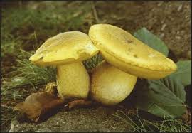 Attēlu rezultāti vaicājumam “Amaurochaete atra macro”