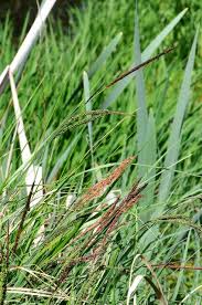 Attēlu rezultāti vaicājumam “Carex acuta”