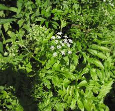 Attēlu rezultāti vaicājumam “Berula erecta leaf”