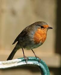 Attēlu rezultāti vaicājumam “Erithacus rubecula adult”