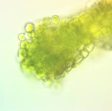 Attēlu rezultāti vaicājumam “Cephalozia catenulata”