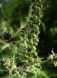 Attēlu rezultāti vaicājumam “Ambrosia artemisiifolia”