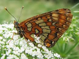 Attēlu rezultāti vaicājumam “Euphydryas maturna upperside”