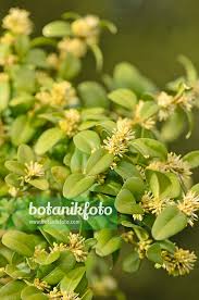 Attēlu rezultāti vaicājumam “Buxus sempervirens flower”