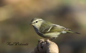Attēlu rezultāti vaicājumam “Phylloscopus trochiloides adult”