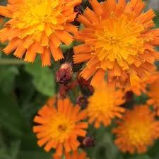 Attēlu rezultāti vaicājumam “Pilosella aurantiaca flower”