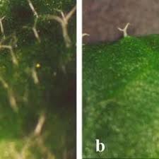 Attēlu rezultāti vaicājumam “Cardaminopsis arenosa leaf”