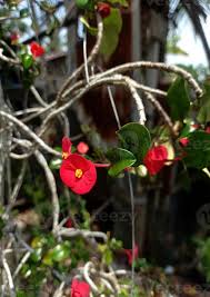 Attēlu rezultāti vaicājumam “Euphorbiaceae”