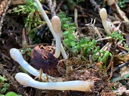 Attēlu rezultāti vaicājumam “Podostroma leucopus”