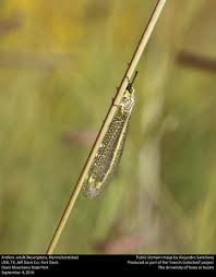 Attēlu rezultāti vaicājumam “Neuroptera”