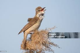 Image result for Acrocephalus arundinaceus