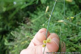 Attēlu rezultāti vaicājumam “Asparagus officinalis fruit”