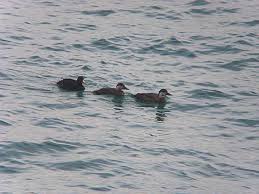 Attēlu rezultāti vaicājumam “Melanitta nigra male”