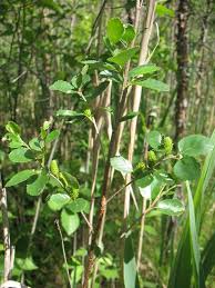 Attēlu rezultāti vaicājumam “Betula humilis leaf”