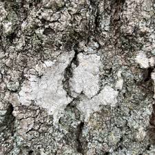 Attēlu rezultāti vaicājumam “Pertusaria coccodes”